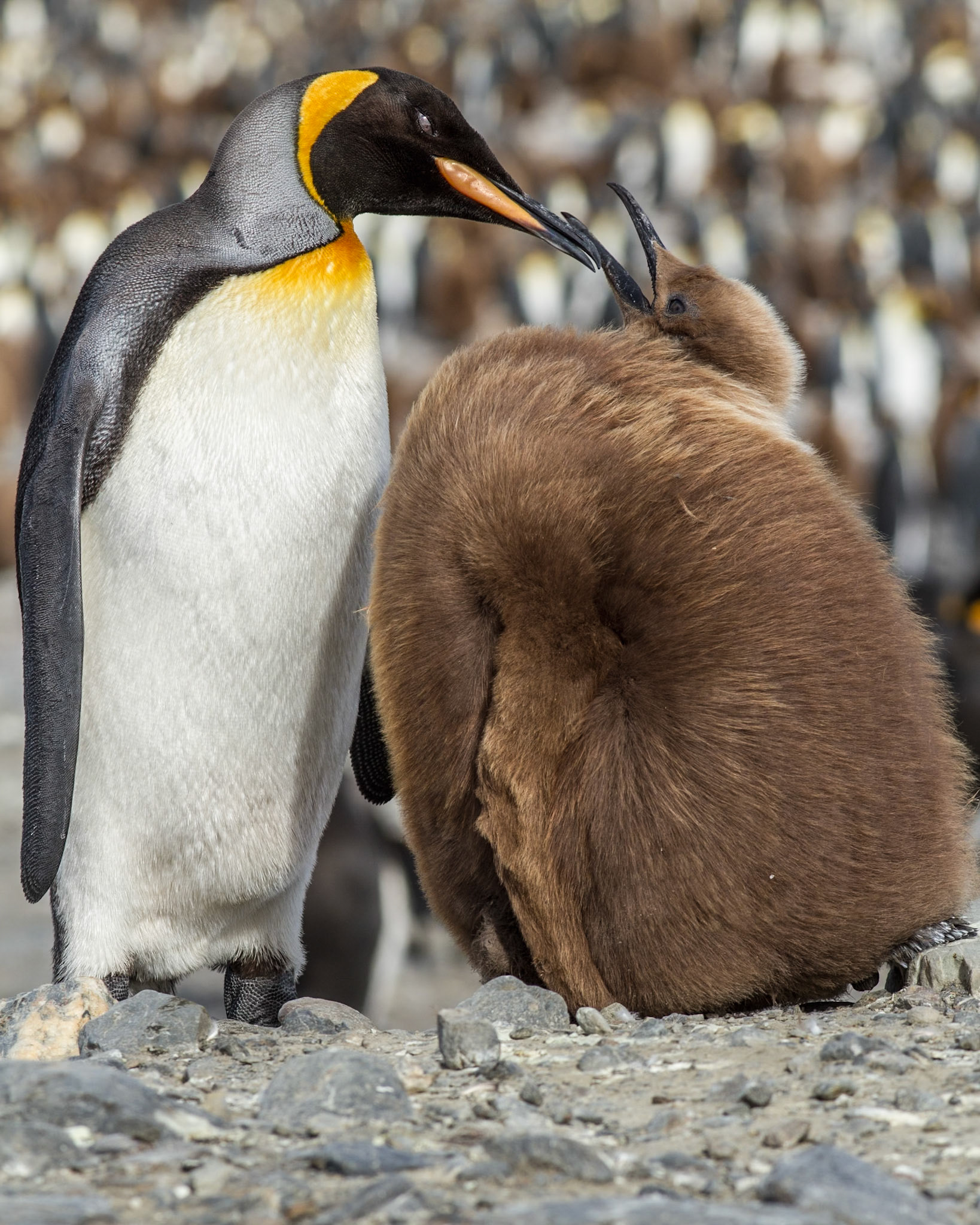 King Penguin adult and chick - St Andrews Bay - South Georgia
