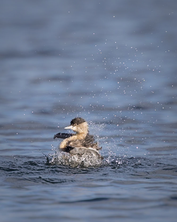 Hoary-headed Grebe