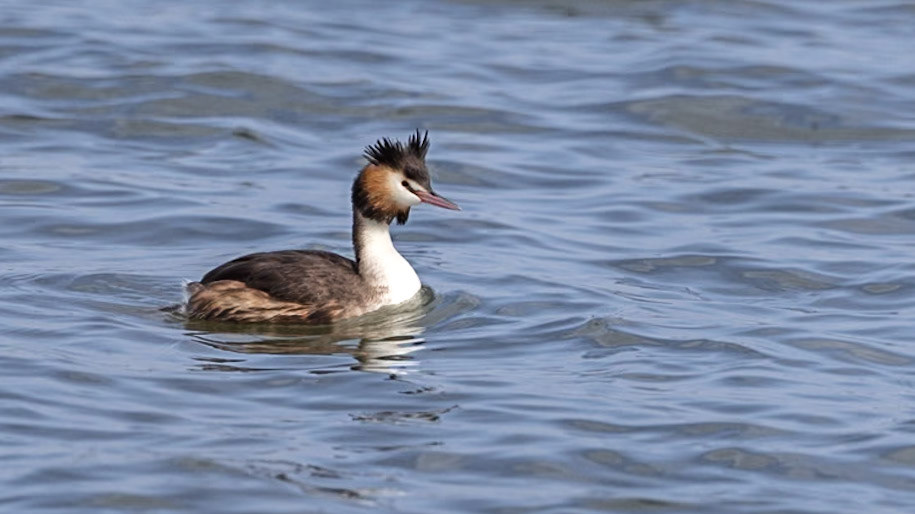 Great Crested Grebe - Western Treatment Plant, Victoria, Australia