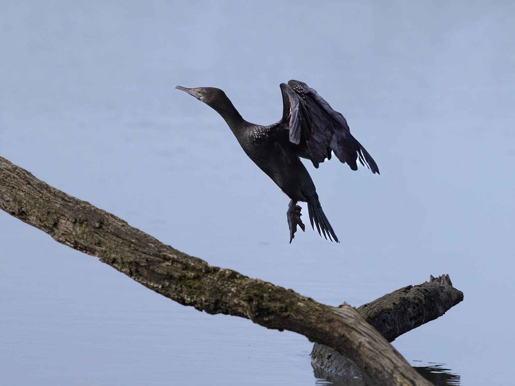 Little Black Cormorant - Western Treatment Plant, Victoria, Australia