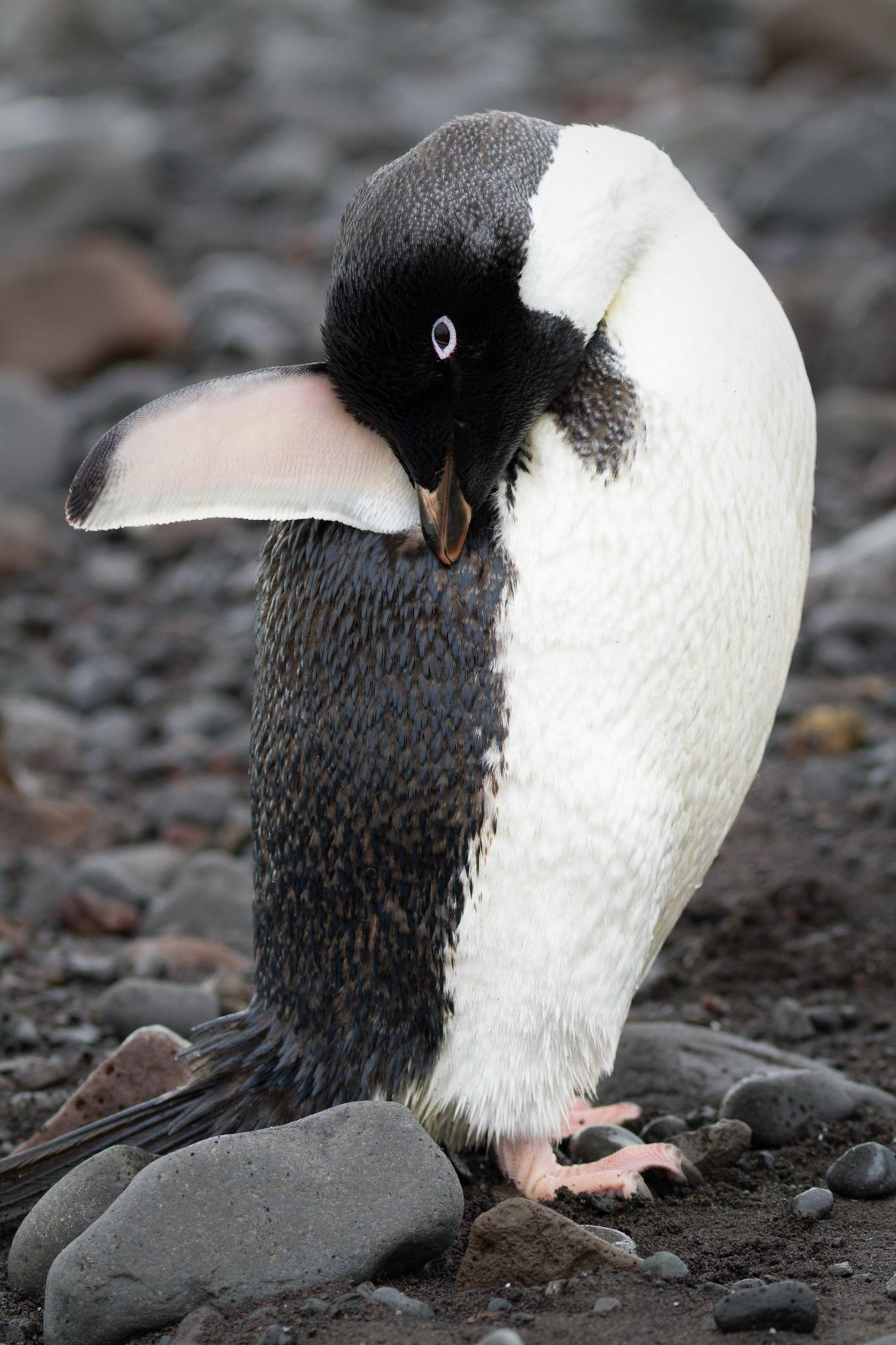 Adelie Penguin - Paulet Island, Antarctic Peninsula