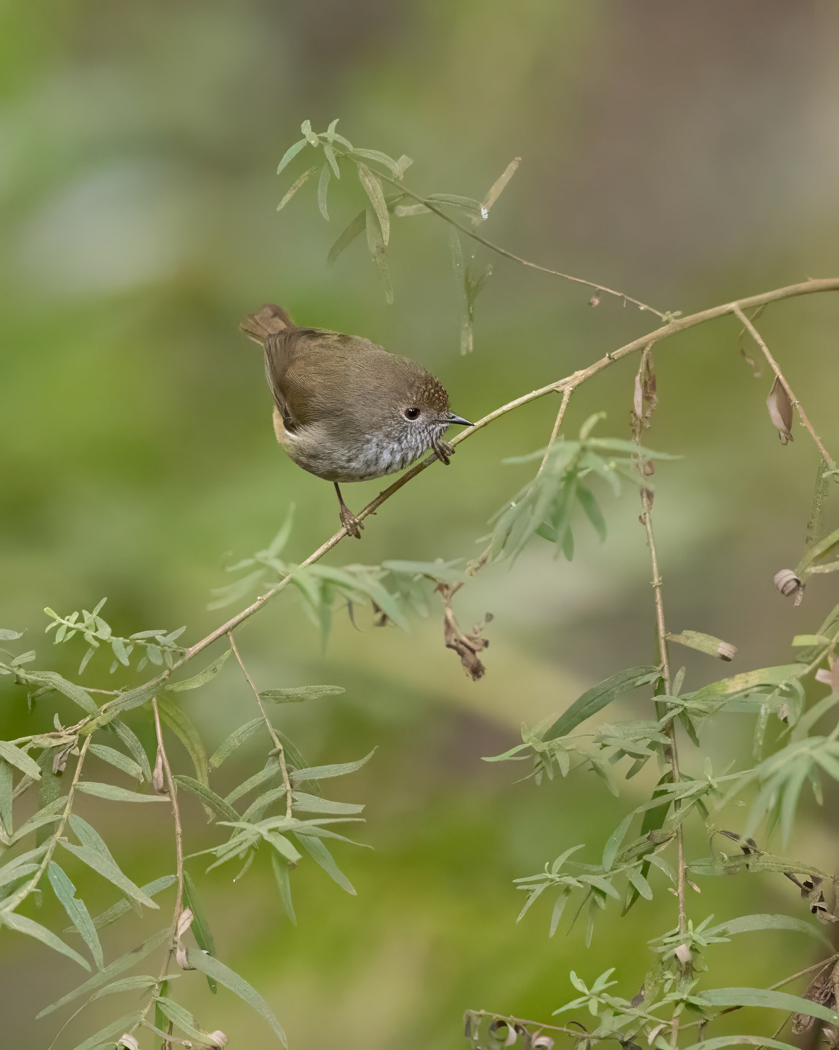 Brown Thornbill - Sherbrooke, Victoria, Australia