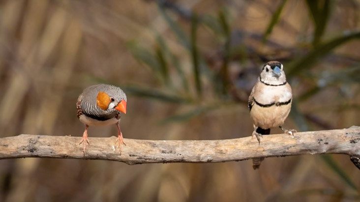 Zebra Finch (Taeniopygia guttata)