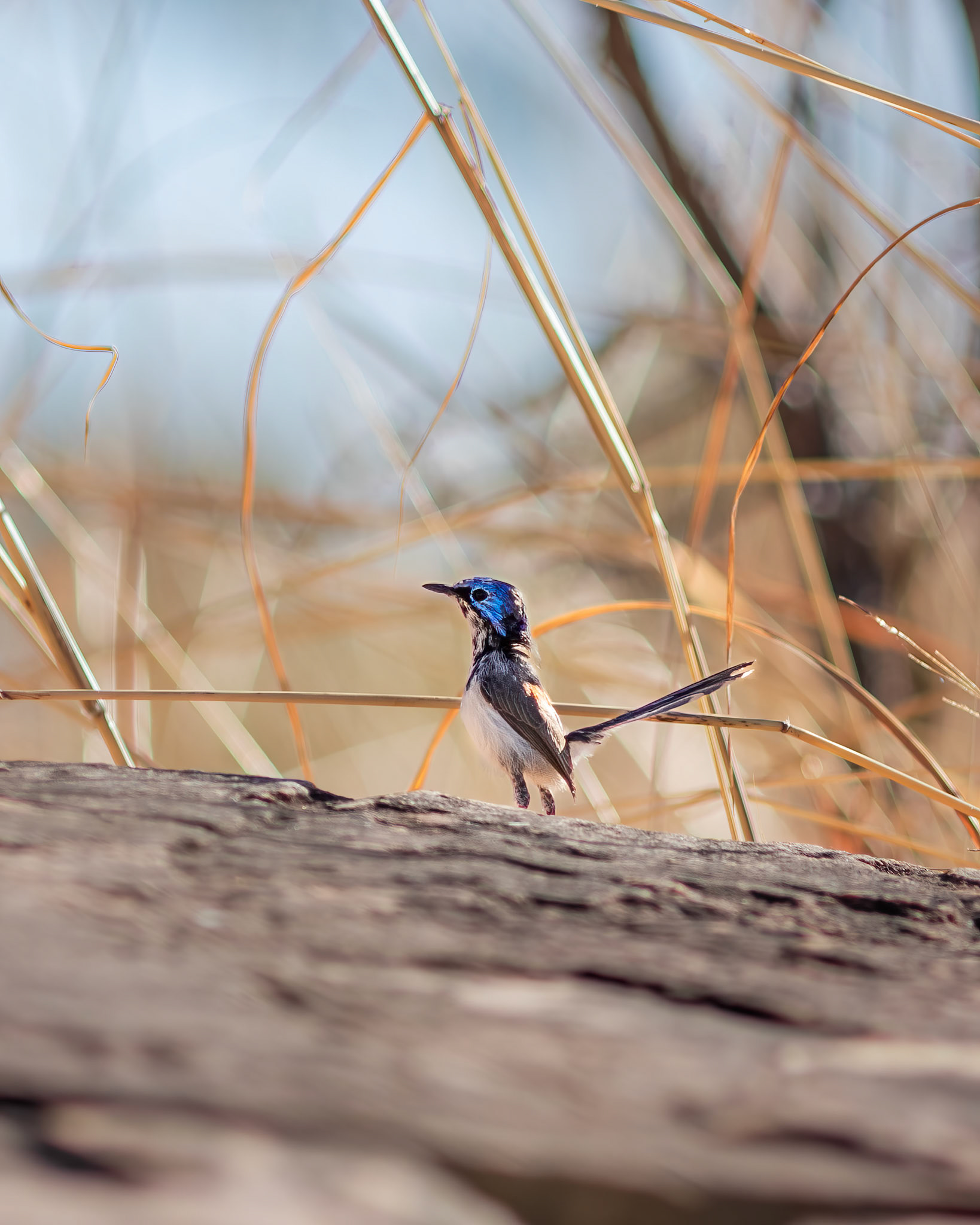 Purple-backed Fairywren