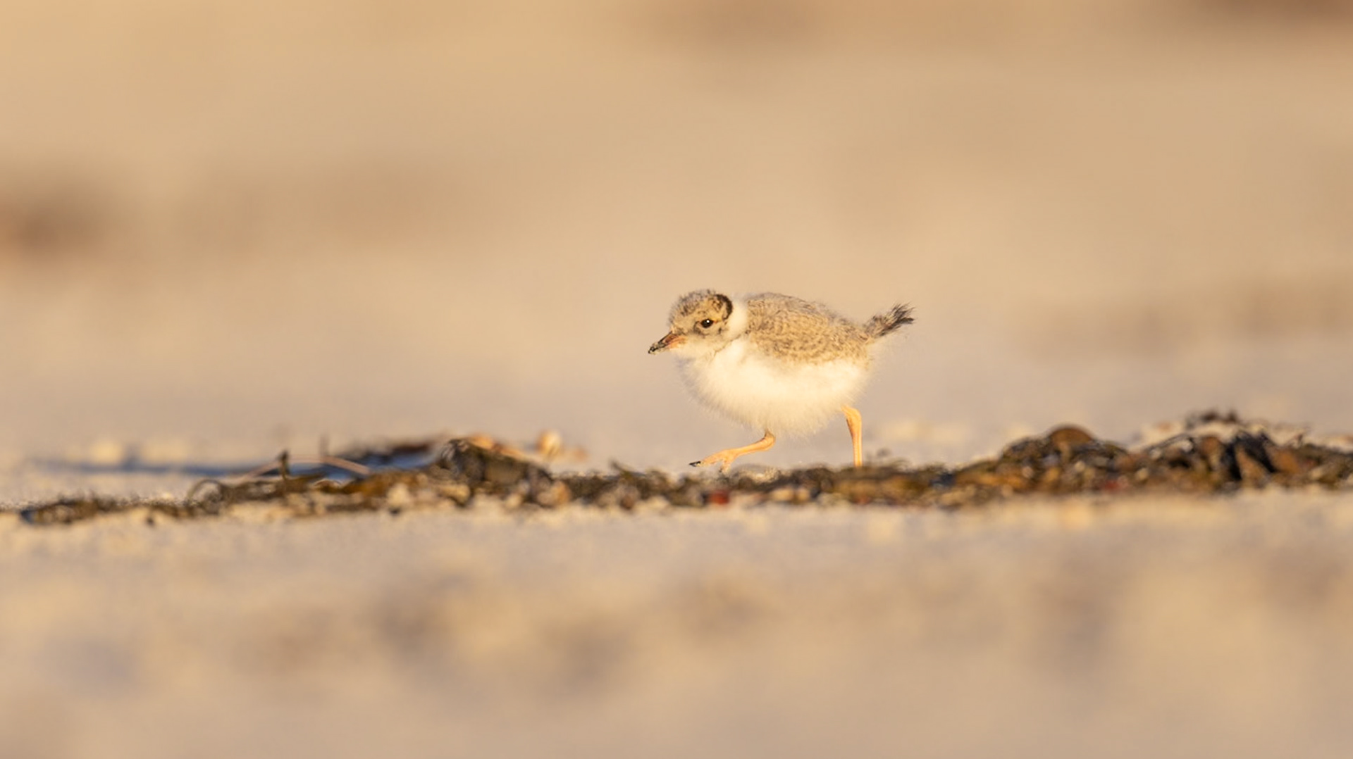 Hooded Plover - Bicheno, Eastcoast Tasmania, Australia