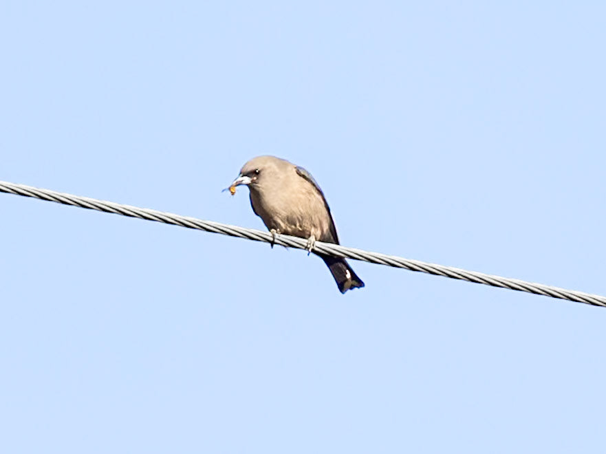 Dusky Woodswallow - Bruny Island, Tasmania, Australia