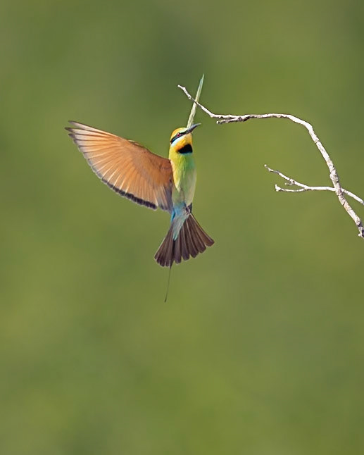 Rainbow Bee-eater (Merops ornatus) - Broome, The Kimberley, Western Australia