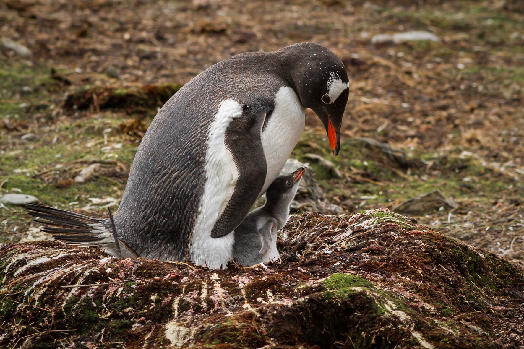 Gentoo Penguin and chick - Godthul - South Georgia