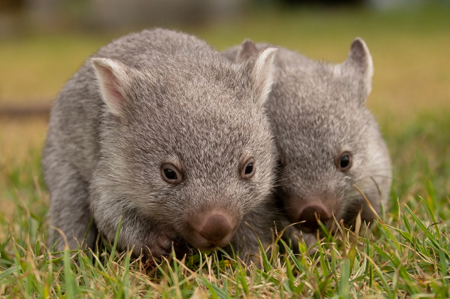 Bare-nosed Wombat (orphans)