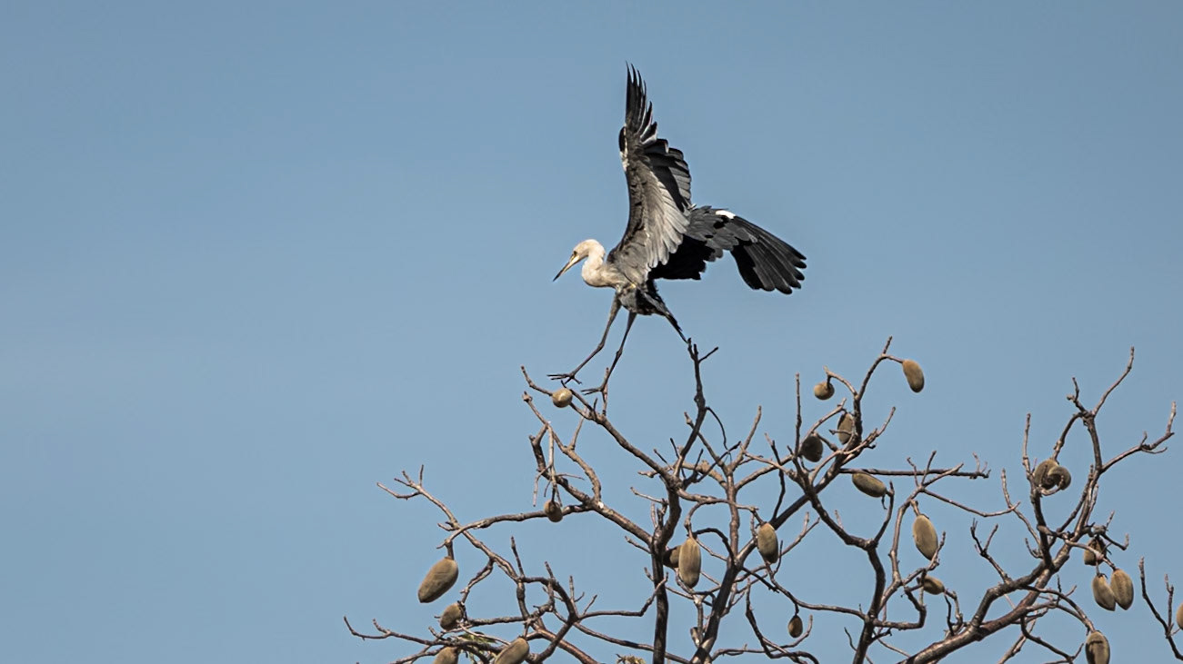 White-necked Heron (Ardea pacifica) landing on a Boab Tree - The Kimberley, Western Australia