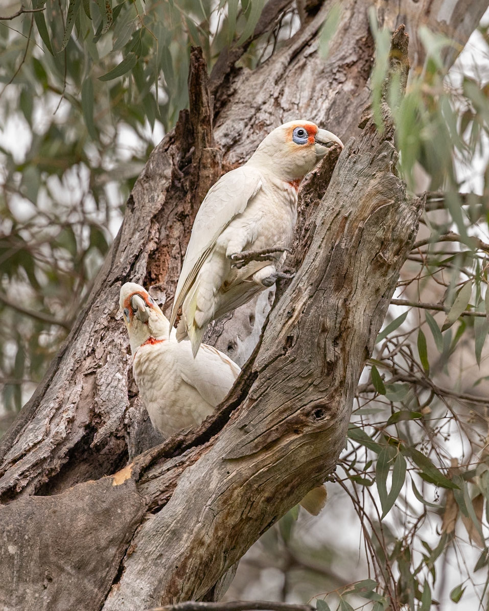 Long-billed Corella - Castlemaine Botanical Gardens, Victoria, Australia