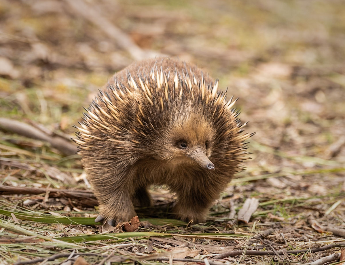 53 Short-beaked Echidna - southern Tasmania - Australia
