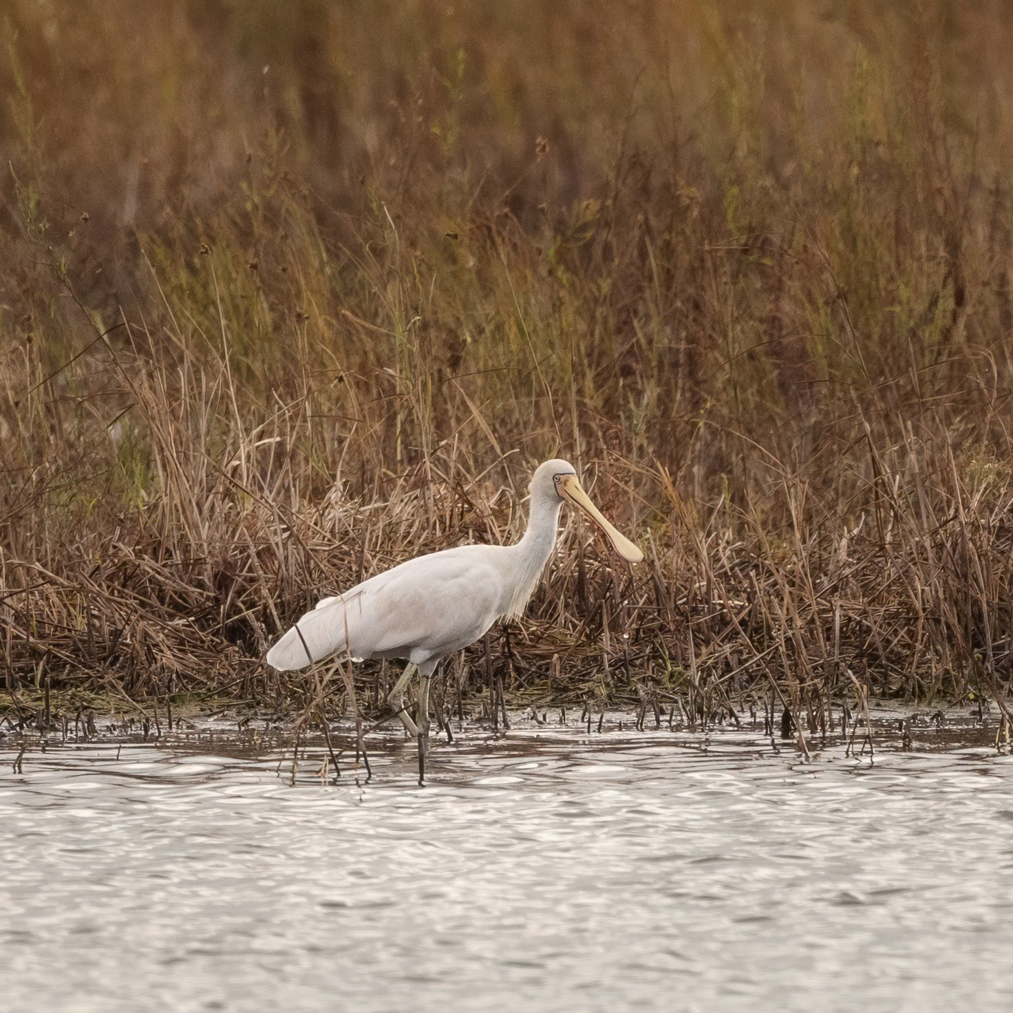 Yellow Spoonbill - Western Treatment Plant, Werribee, Victoria, Australia