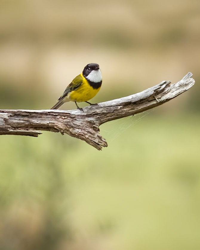 Golden Whistler, male