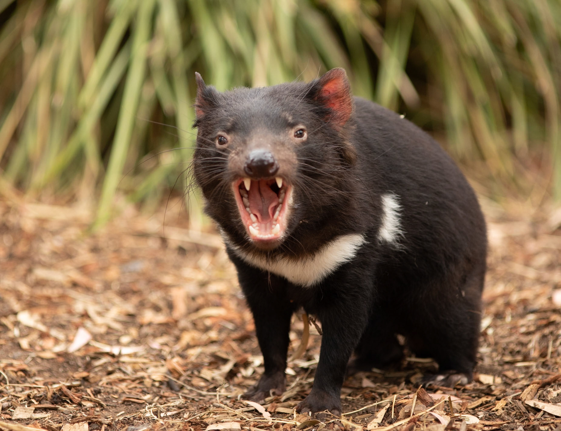 33 Tasmanian Devil at Bonorong Wildlife Sanctuary - Tasmania - Australia