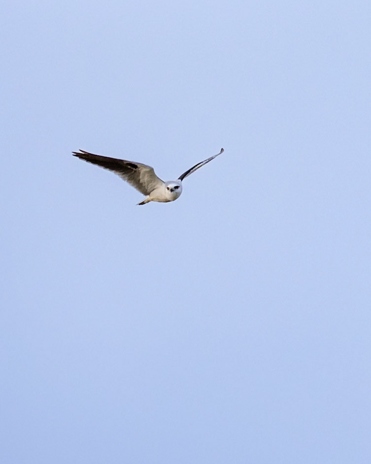 Black-shouldered Kite - Western Treatment Plant, Victoria, Australia