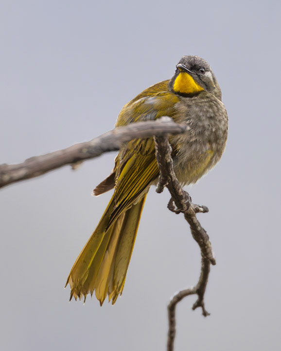 Yellow-throated Honeyeater