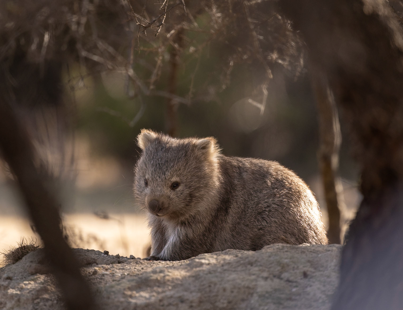 55 Bare-nosed Wombat - East coast Tasmania - Australia