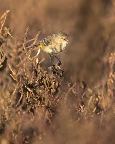 Yellow Chat