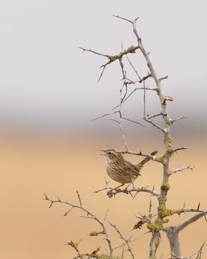 Striated Fieldwren - Western Treatment Plant, Werribee, Victoria, Australia