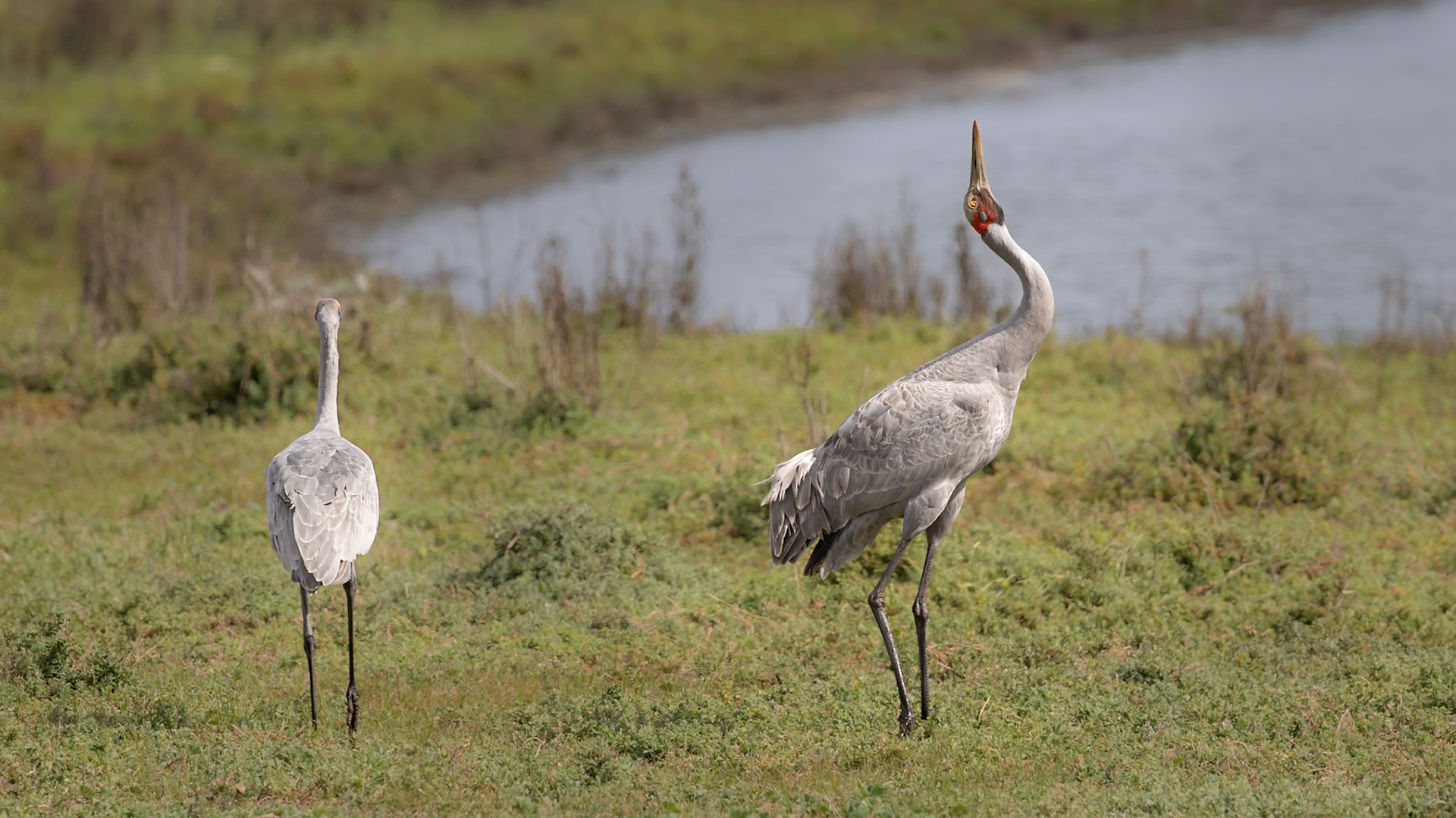 Brolga - Western Treatment Plant, Victoria, Australia