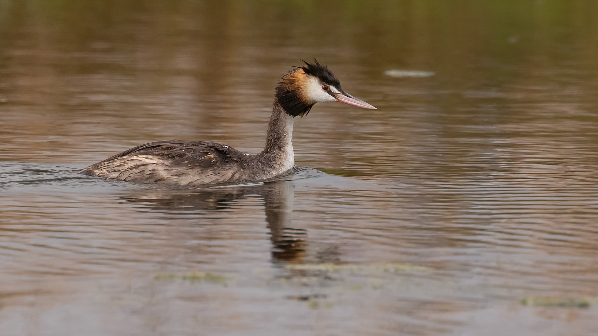 Great Crested Grebe - Western Treatment Plant, Werribee, Victoria, Australia