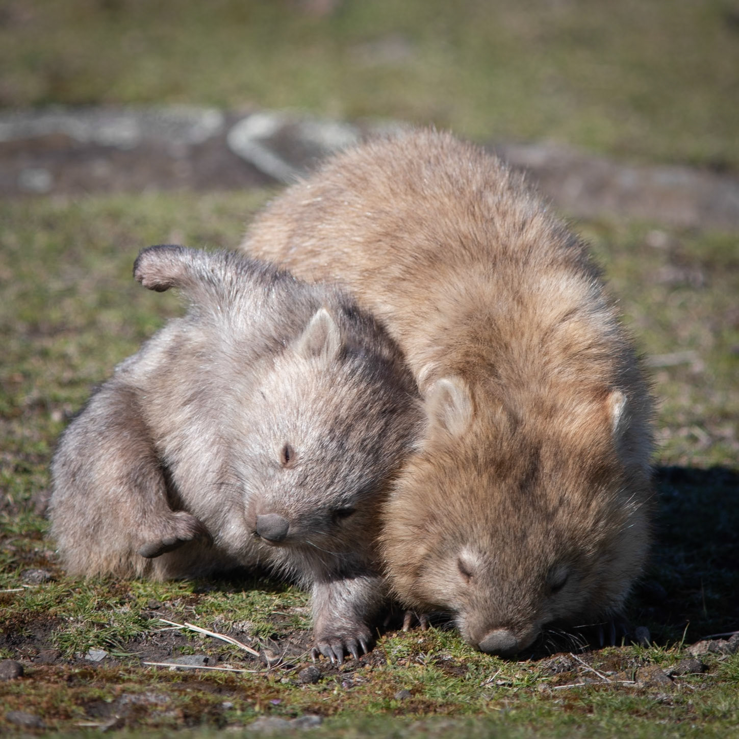 Wombat mum and joey - Maria Island, Tasmania