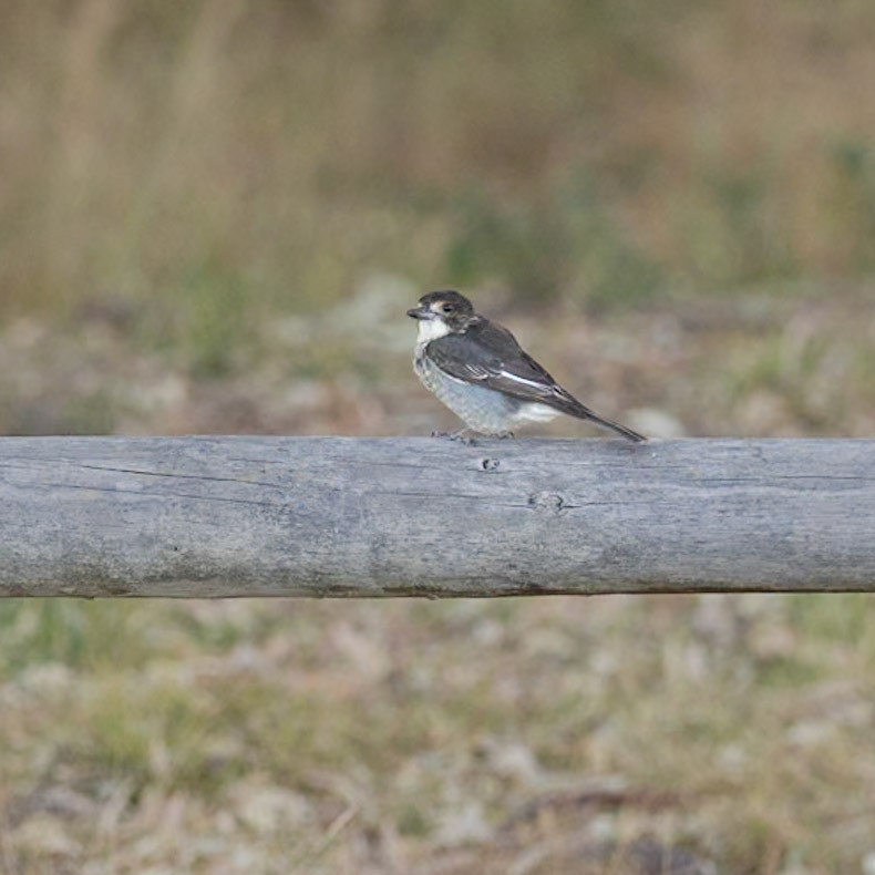 Grey Butcherbird - Bellarine Peninsula, Victoria, Australia