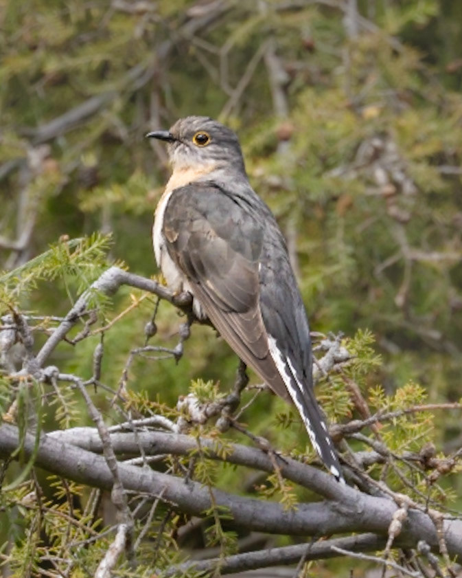 Pallid Cuckoo