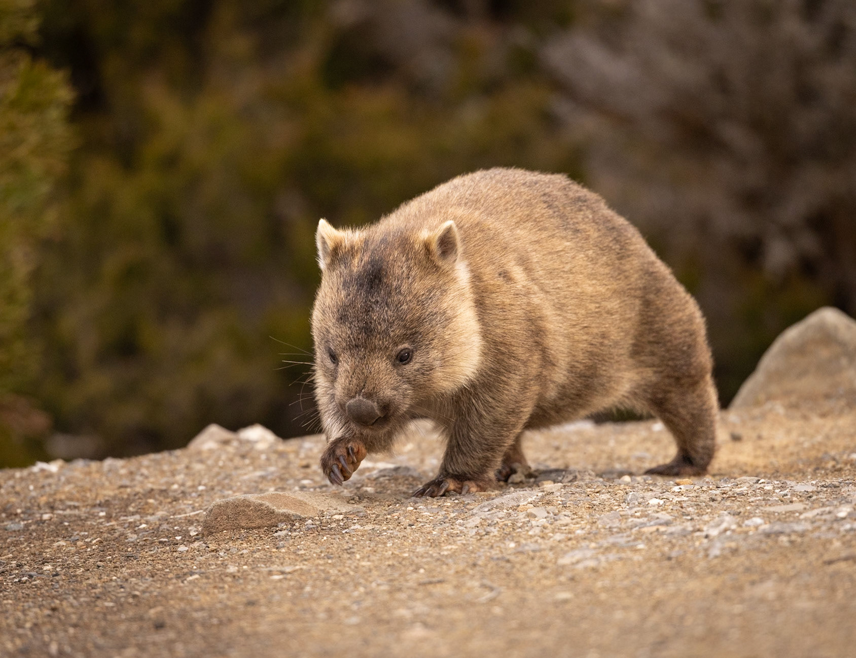 49 Bare-nosed Wombat - Mt Field National Park - Tasmania - Australia