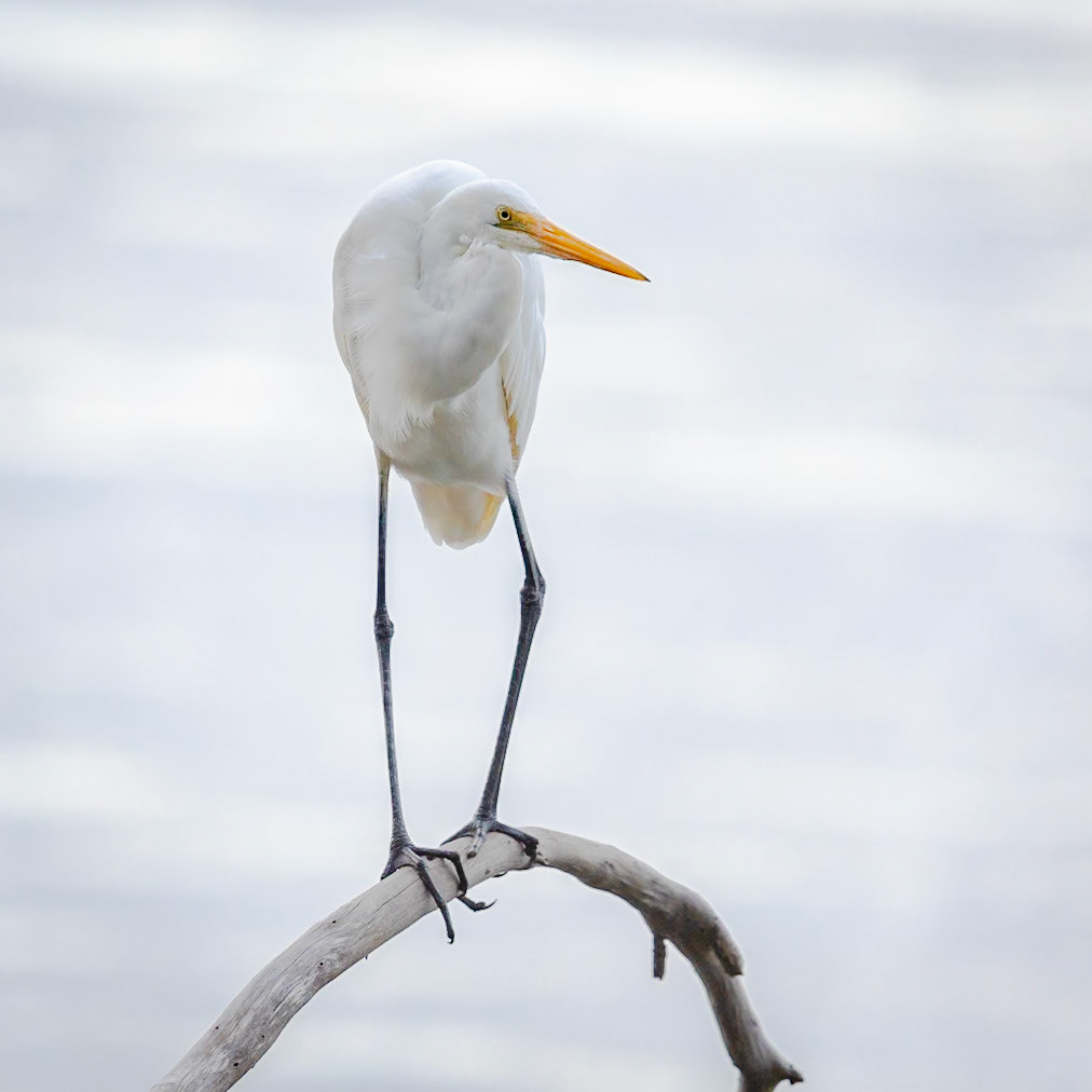 Eastern Great Egret