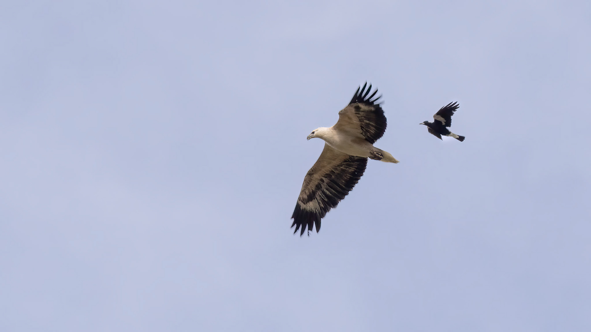 White-bellied Sea Eagle and Magpie