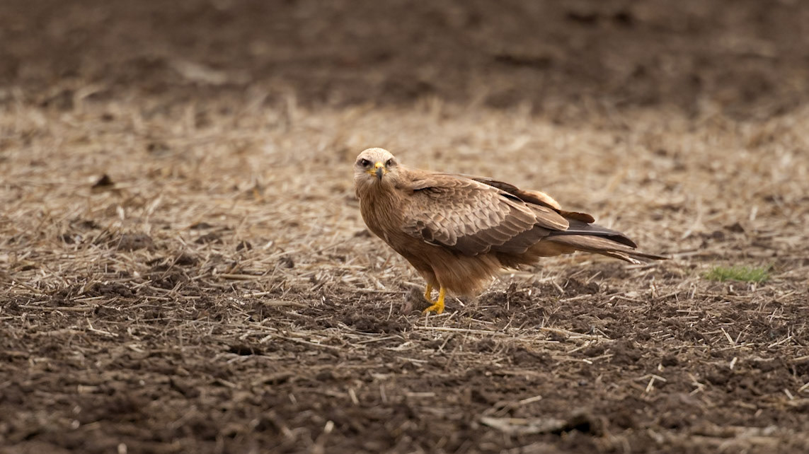 Whistling Kite - Western Treatment Plant, Victoria, Australia