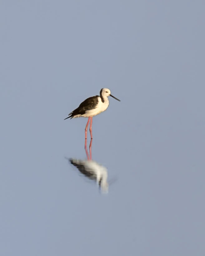 Pied Stilt, Black-winged Stilt - Bellarine Peninsula, Victoria, Australia