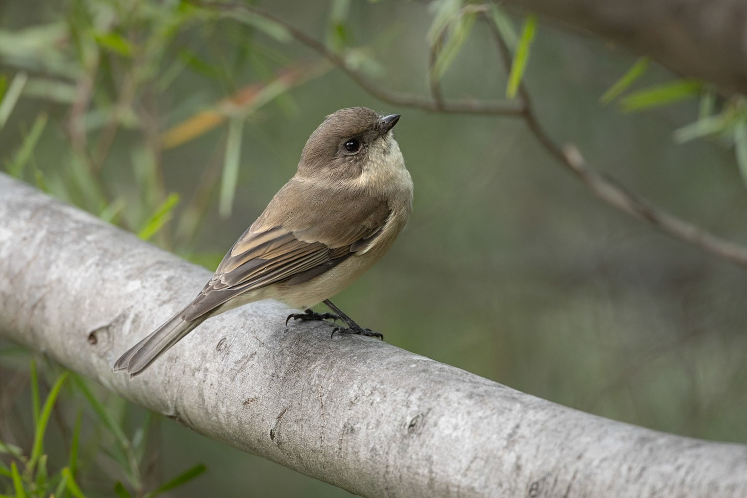 Golden Whistler, immature