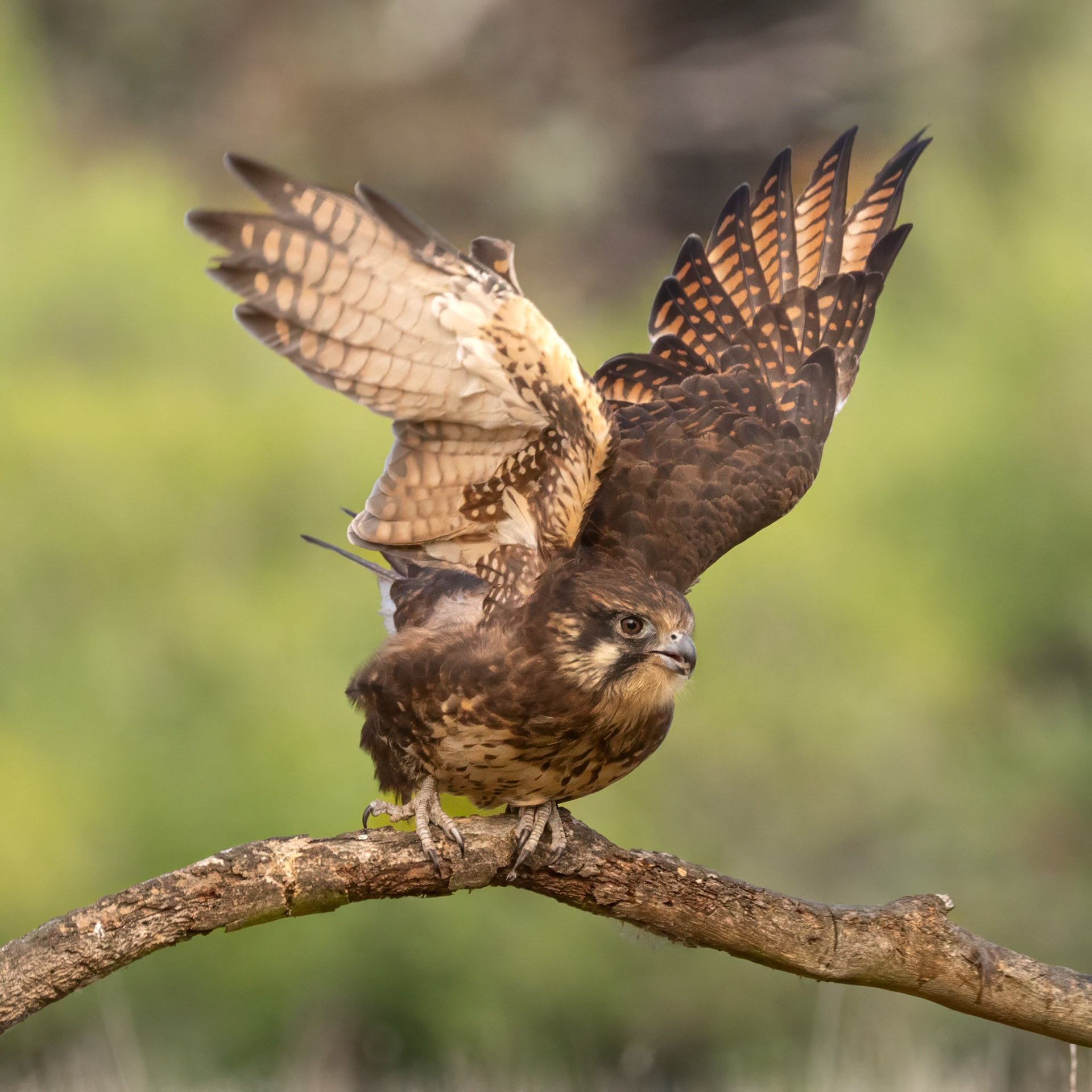 Brown Falcon - Bruny Island, southern Tasmania, Australia