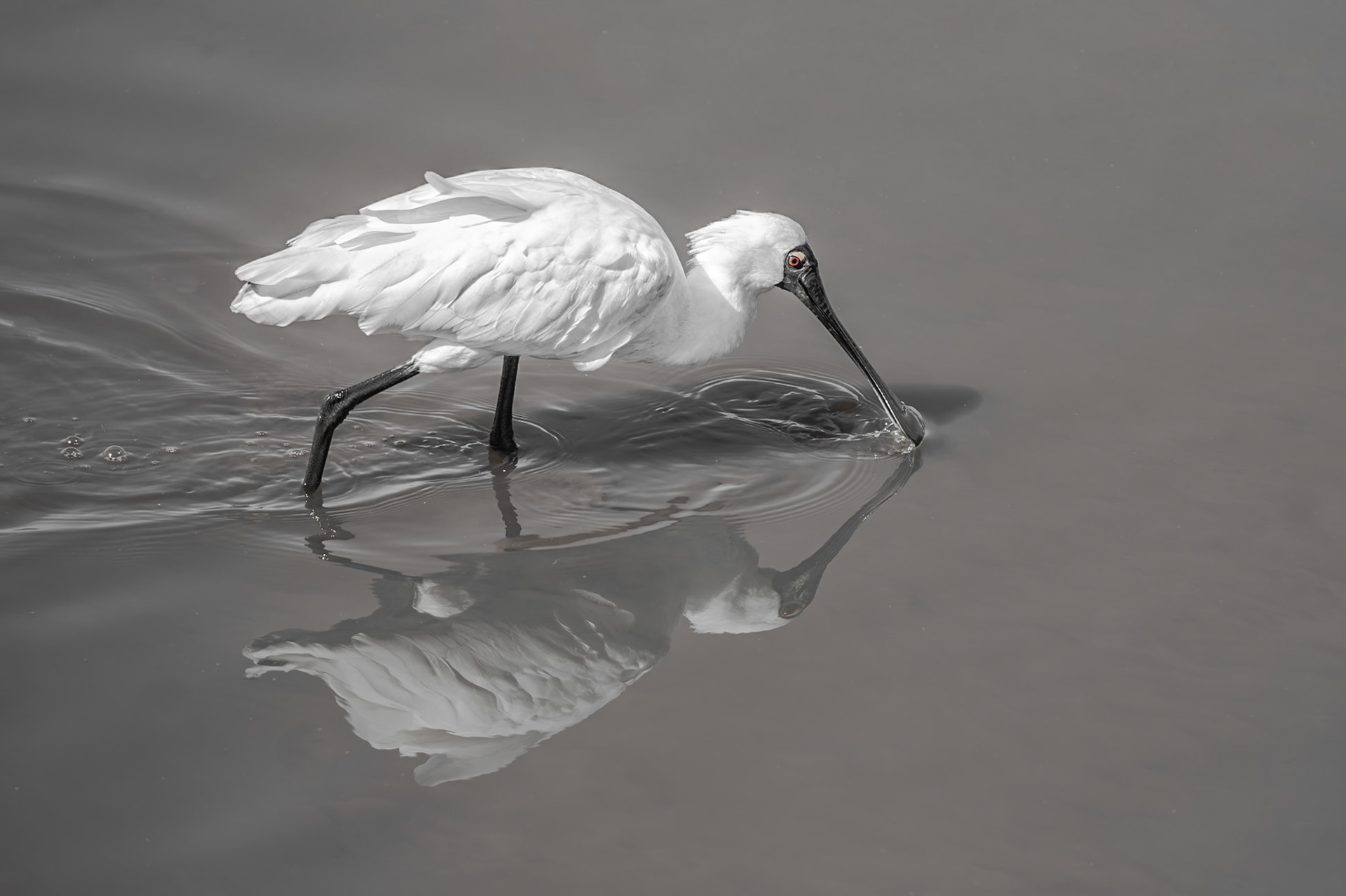 Royal Spoonbill