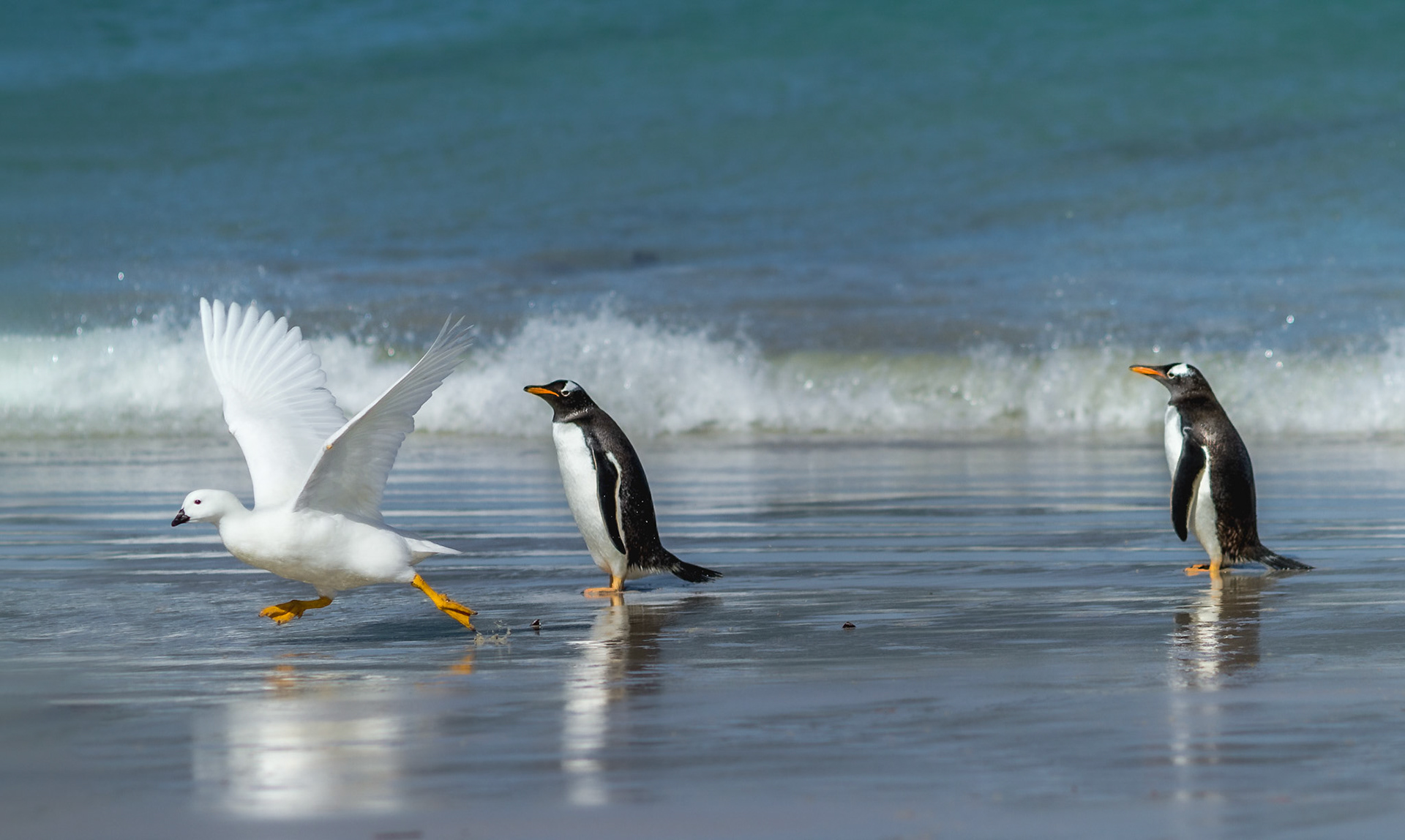 Gentoo Penguins and Kelp Goose - Leopard Beach - Carcass Island - Falkland Islands (Islas Malvinas)