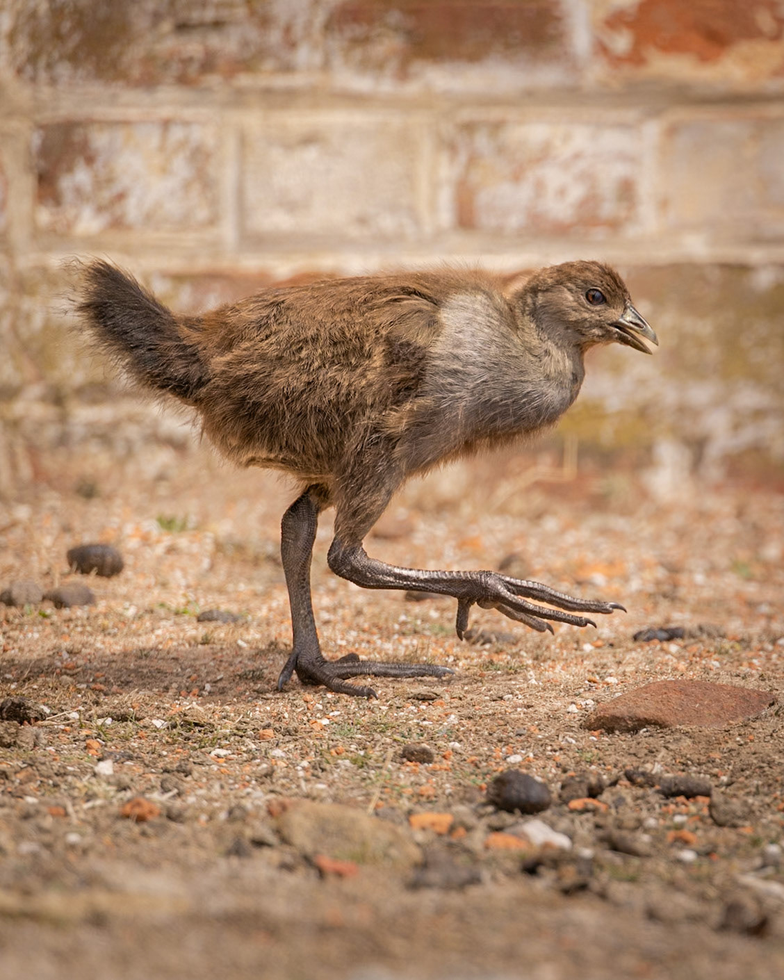 Tasmanian Native Hen, juvenile