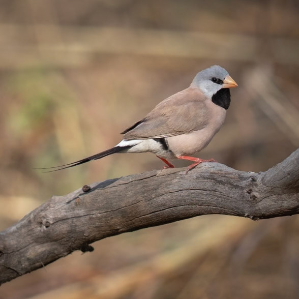 Long-tailed Finch (Poephila acuticauda) - The Kimberley, Western Australia