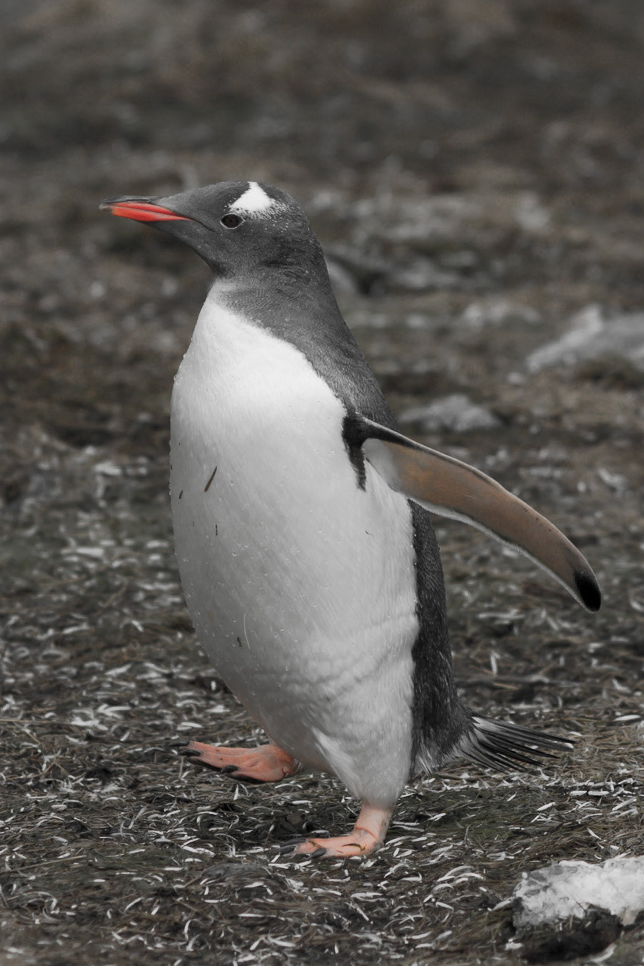 Gentoo Penguin - Godthul - South Georgia