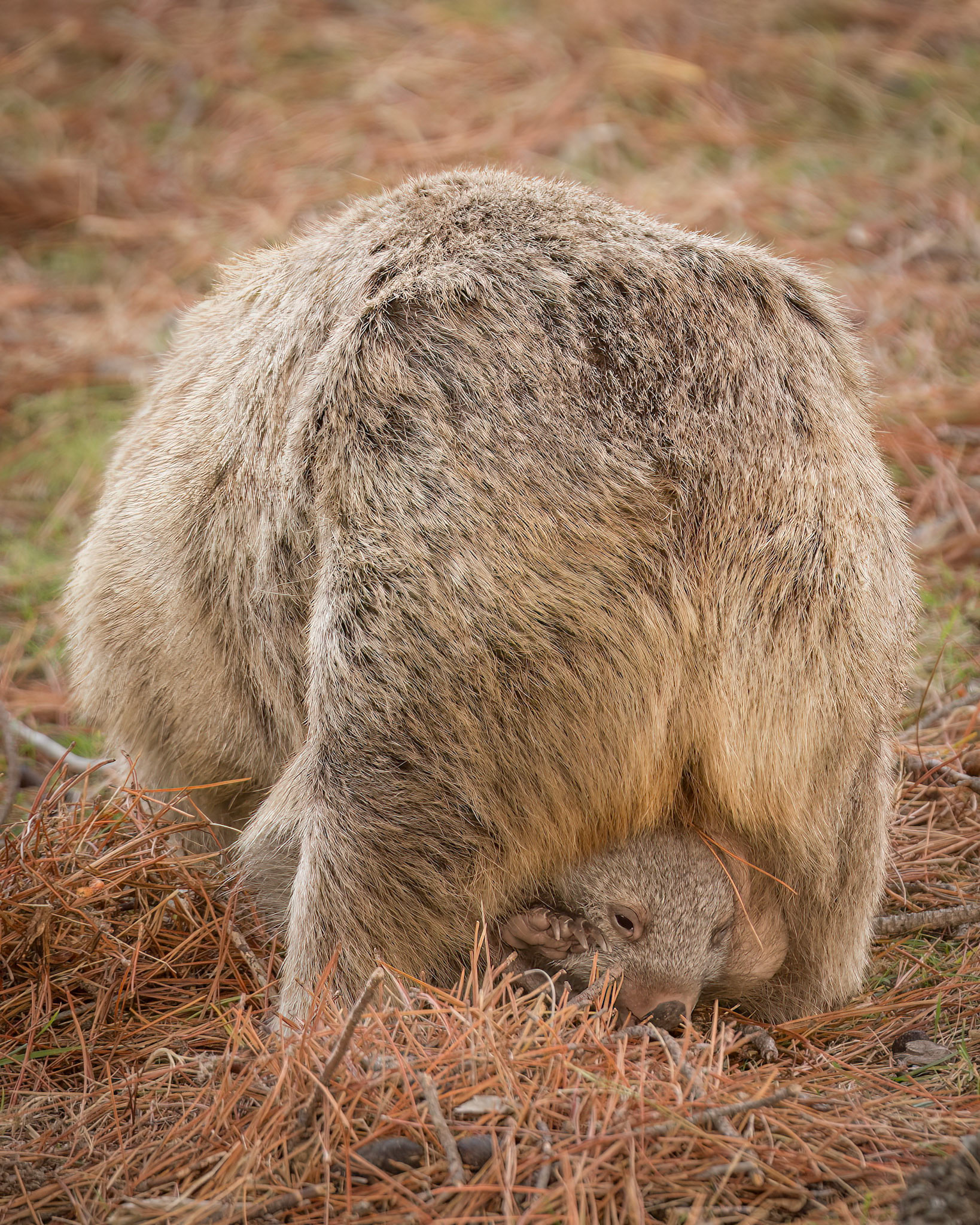 Hello, I'm here! I'm in my mum's pouch! - Maria Island, Tasmania