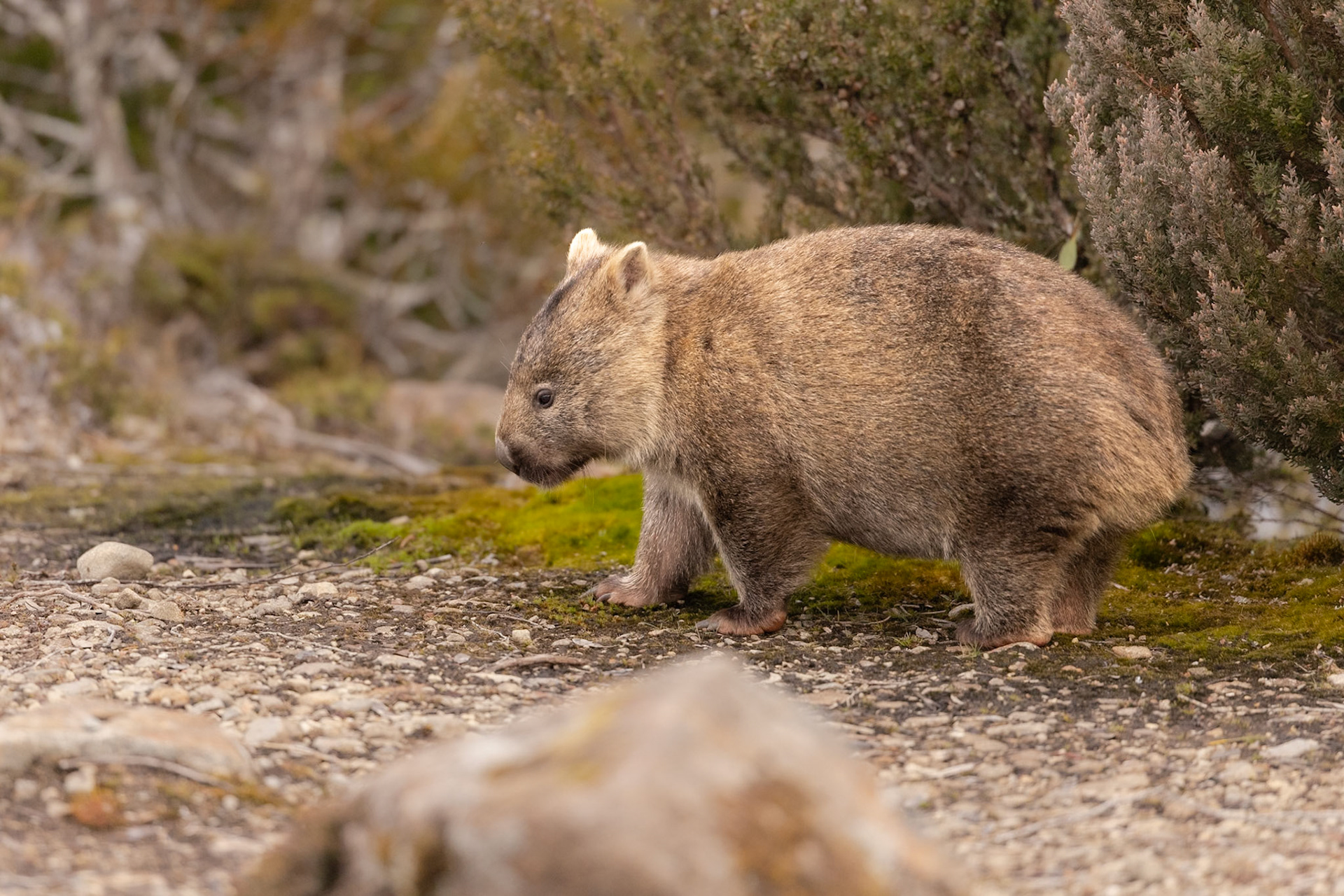 A wandering wombat at Lake Dobson, Mt Field National Park