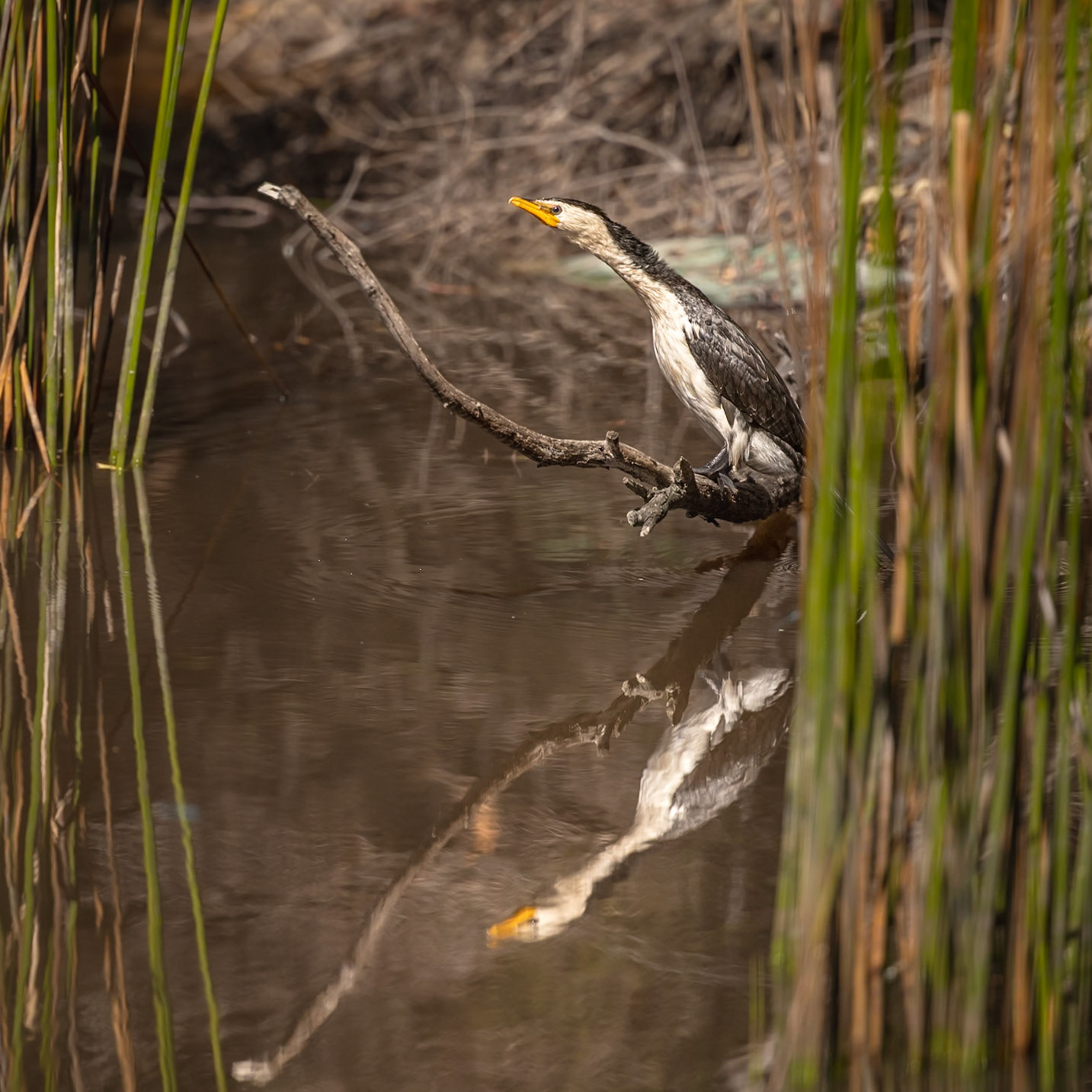 Pied Cormorant - Huon Valley, Southern Tasmania, Australia