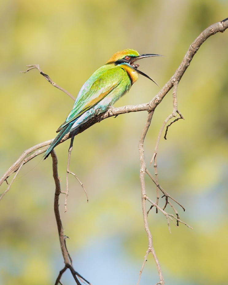 Rainbow Bee-eater - Manning Gorge, The Kimberley, Western Australia