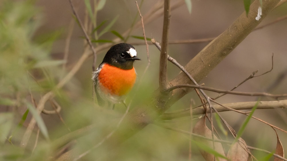 Scarlet Robin