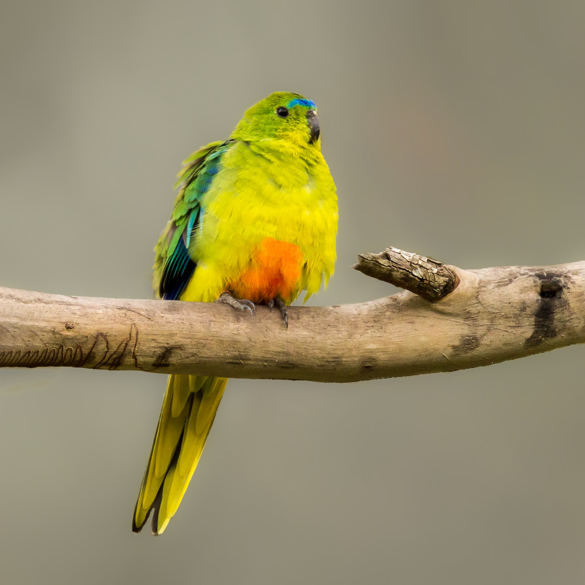 Orange-bellied Parrot