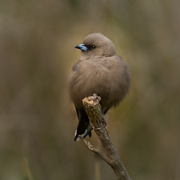 Dusky Woodswallow