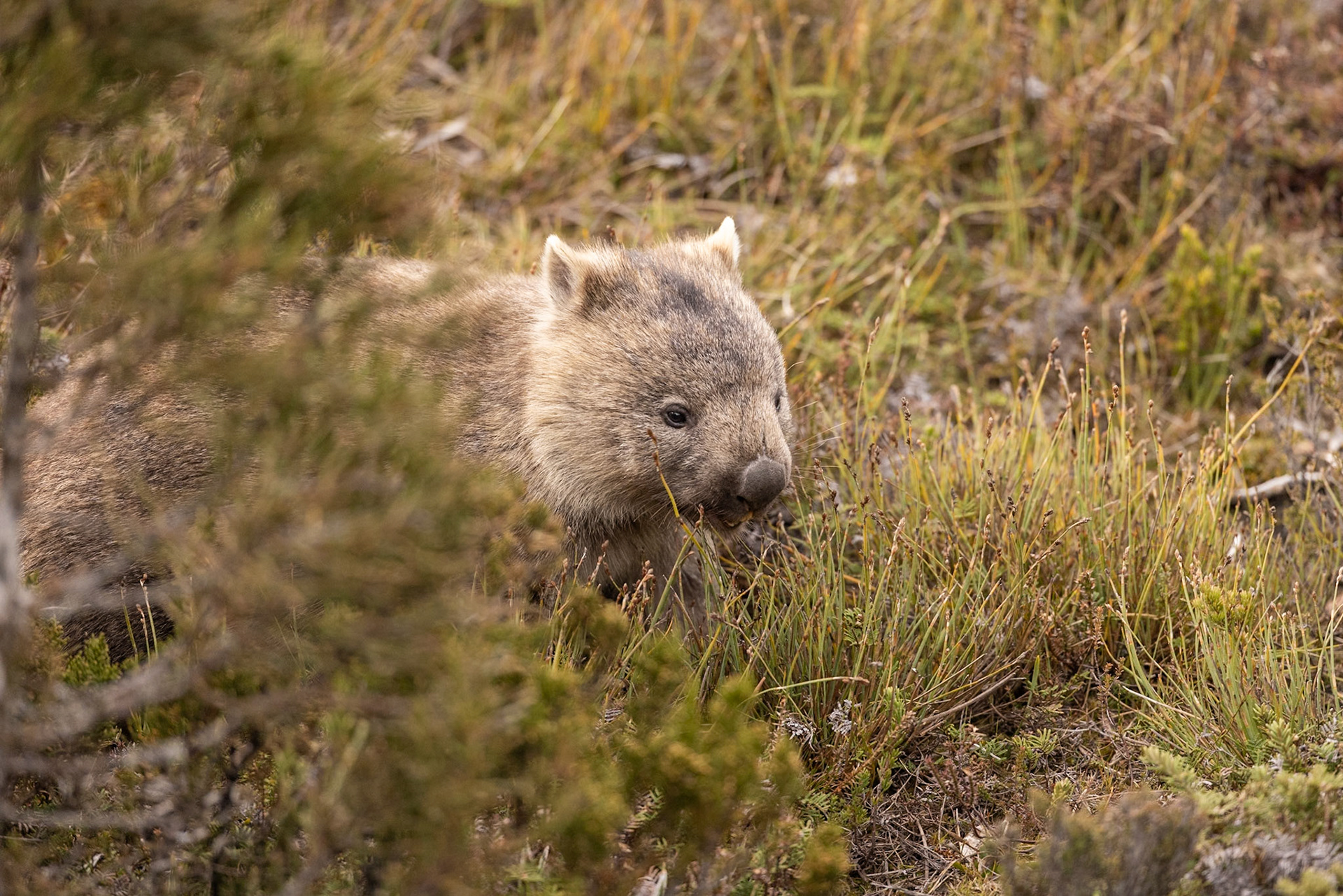 A wandering wombat at Lake Dobson, Mt Field National Park