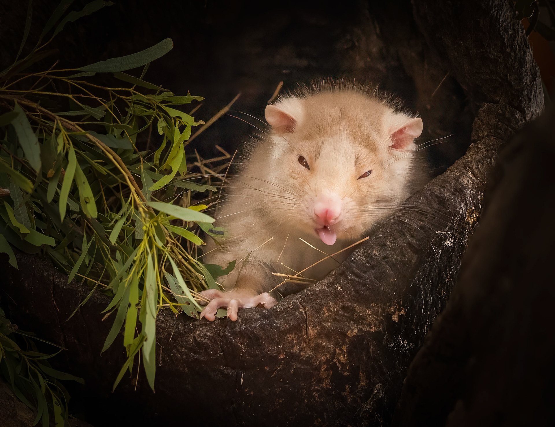 52 Satori the Ring-tailed Possum at Bonorong Wildlife Sanctuary - Tasmania - Australia